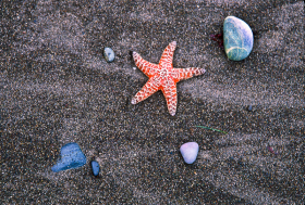 Starfish_A_052402