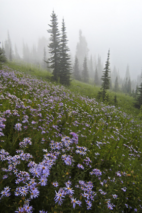 DaisyField_080616_8473