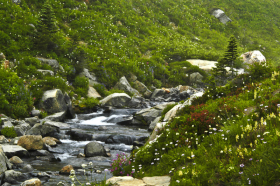 CreekWildflowers_060816_8546