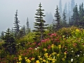 Firs+flowers_060816_8499