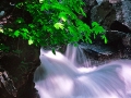 BridalVeilCreek2a_0501