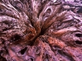 Driftwood_B_052402