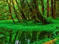 Quinault_B_052502