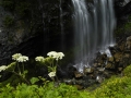 NaradaFalls_060816_8465