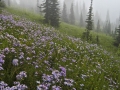 DaisyField_080616_8473