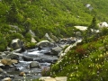 CreekWildflowers_060816_8546