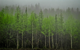 Forest, Denali State Park, Alaska.