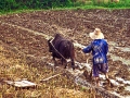FarmerPlowing_9405