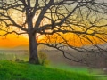 SunriseBehindTree_080415-2989