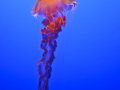 MontereyAquarium_4596_100223