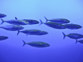 MontereyAquarium_4595_100223