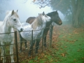 StourHorseA_1178