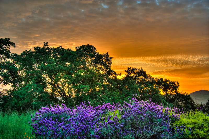 Spring Sunrise: Lavender, Oaks