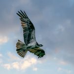 Osprey — June and July 2021