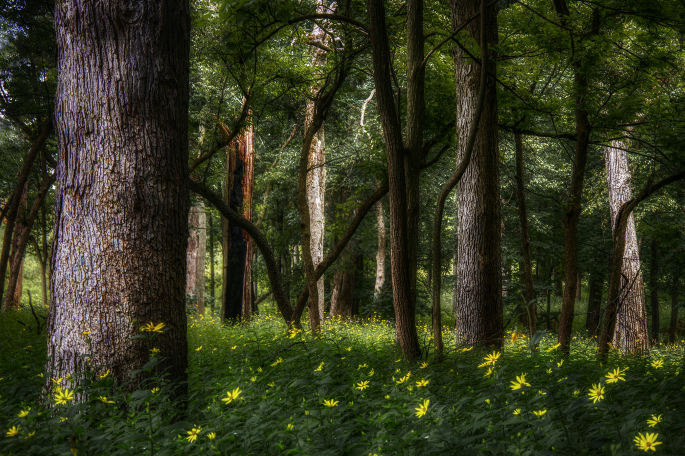 At the Morton Arboretum