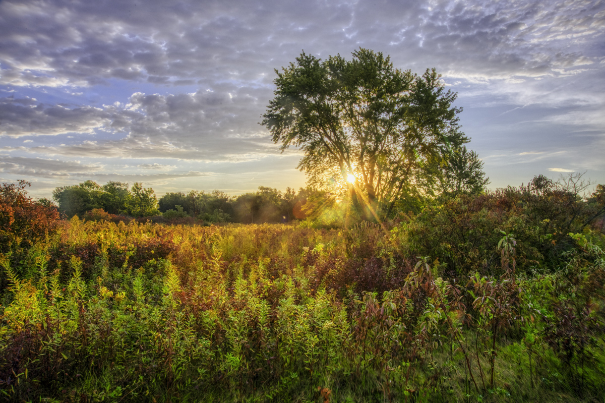 The Surprising Beauty of Prairies